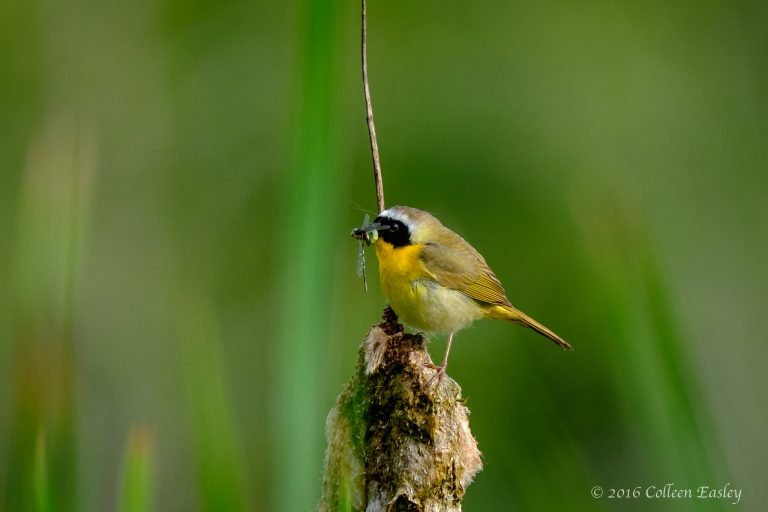 McLane Creek Nature Trail