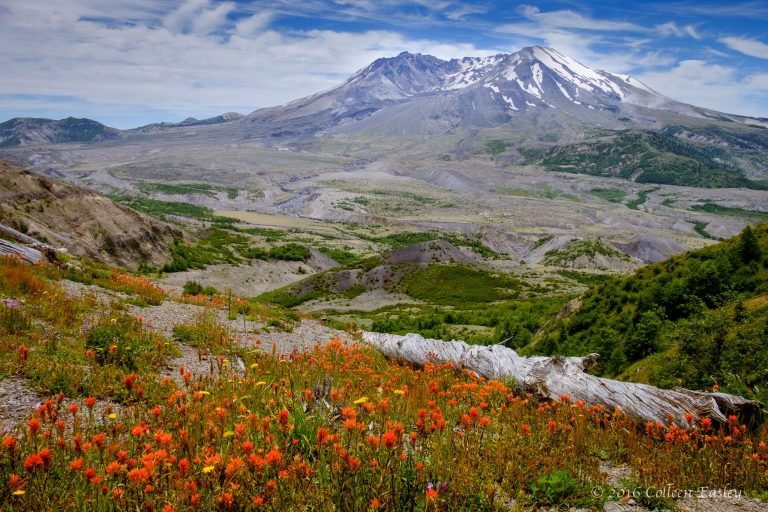 Mt St Helens Wildflowers