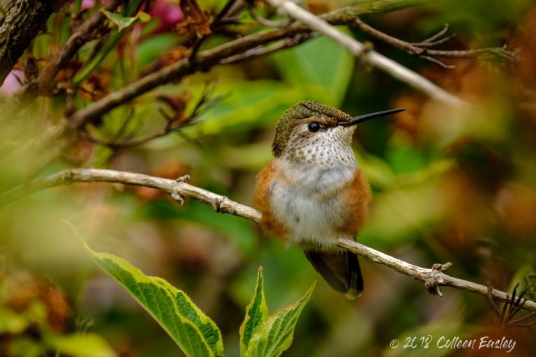 Loving the Hummingbirds