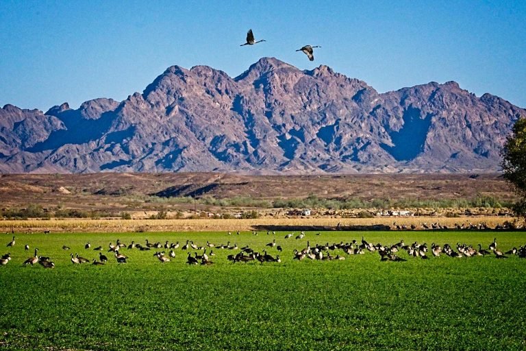 Cibola National Wildlife Refuge